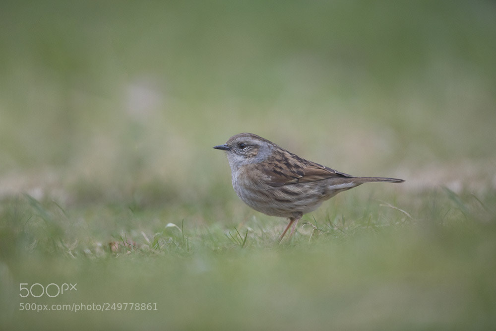 Canon EOS 5D Mark IV sample photo. Saint piat photography