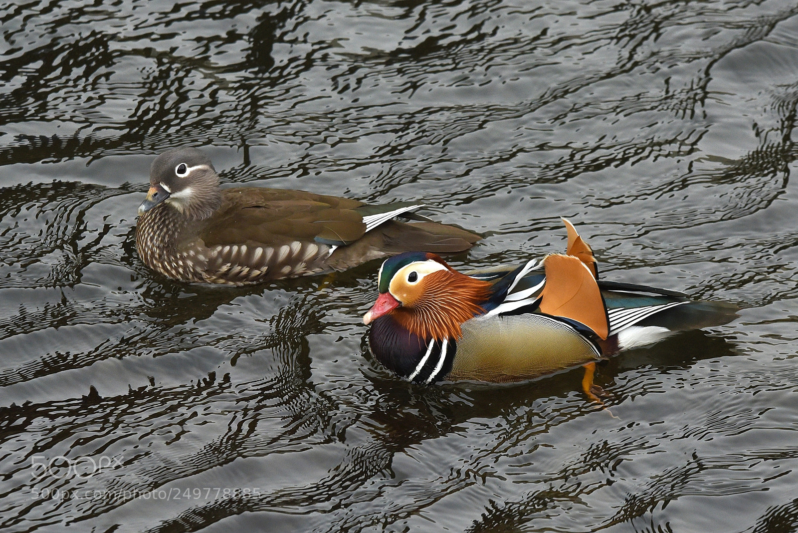 Nikon D750 sample photo. Mandarin duck (aix galericulata) photography