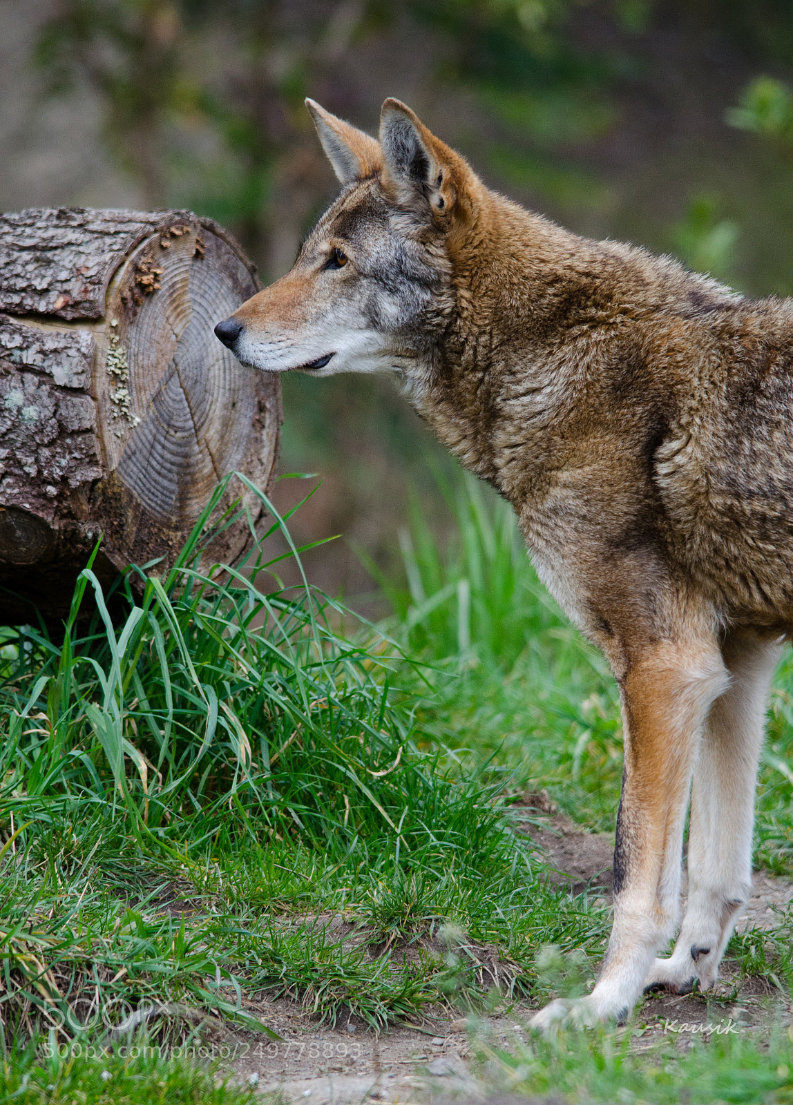 Nikon D5100 sample photo. Red wolf photography