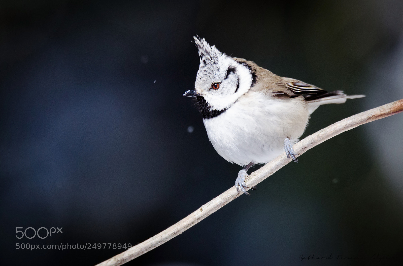Nikon D7000 sample photo. European crested tit parus photography