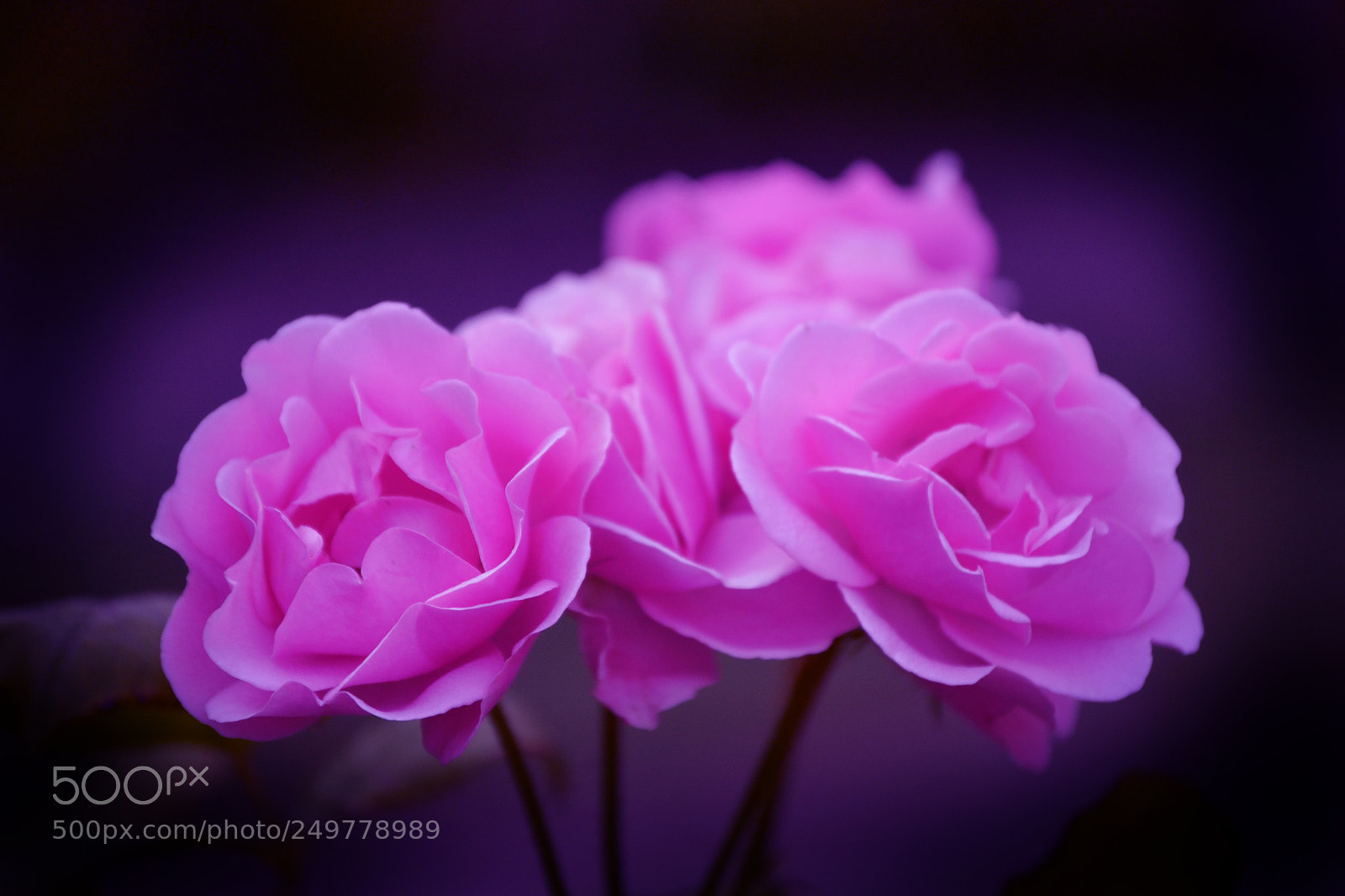 Nikon D3100 sample photo. Smooth pink photography