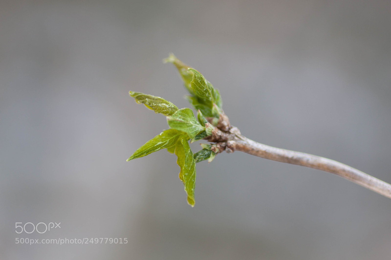 Canon EOS 50D sample photo. Little tree photography