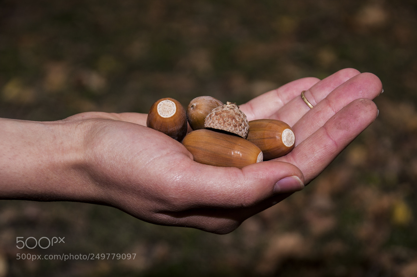 Canon EOS 40D sample photo. Oaks in hand photography