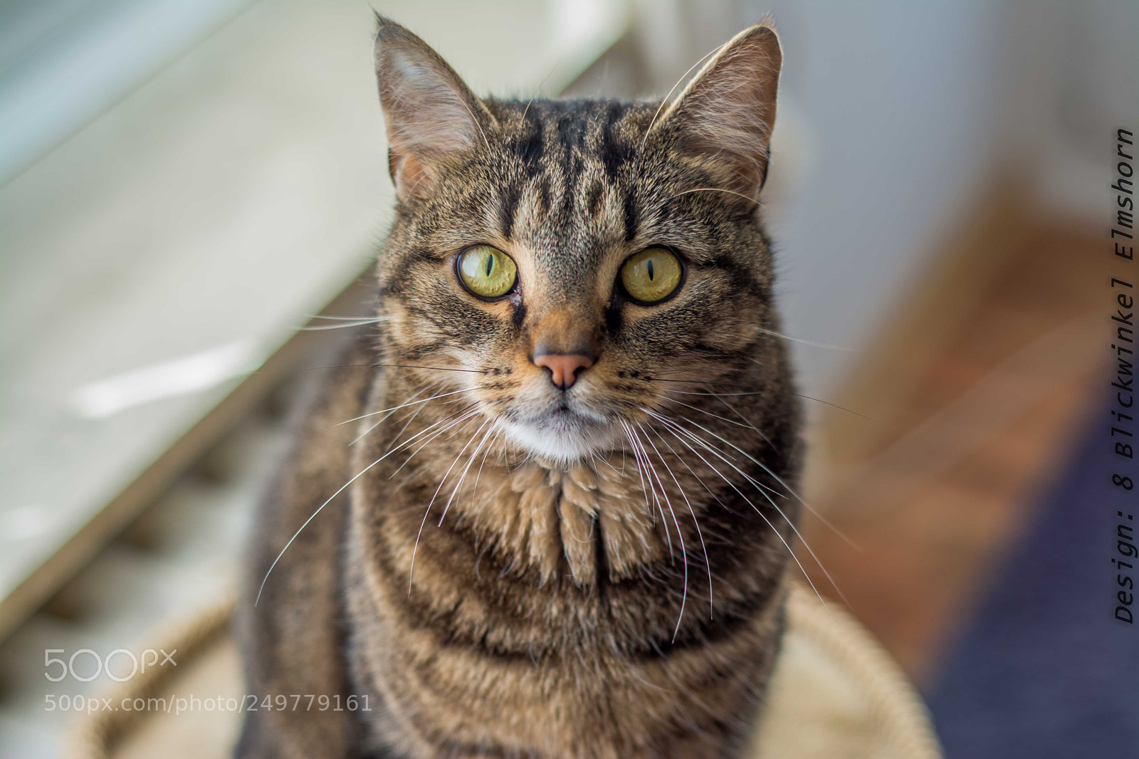 Nikon D7100 sample photo. Arya the catlady photography