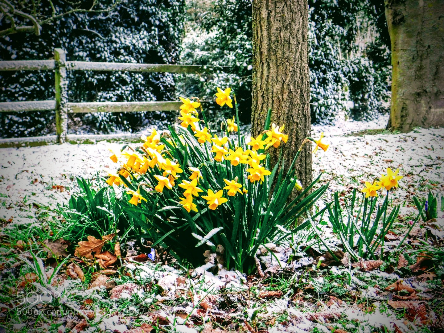 Nikon Coolpix B500 sample photo. Spring vs winter photography