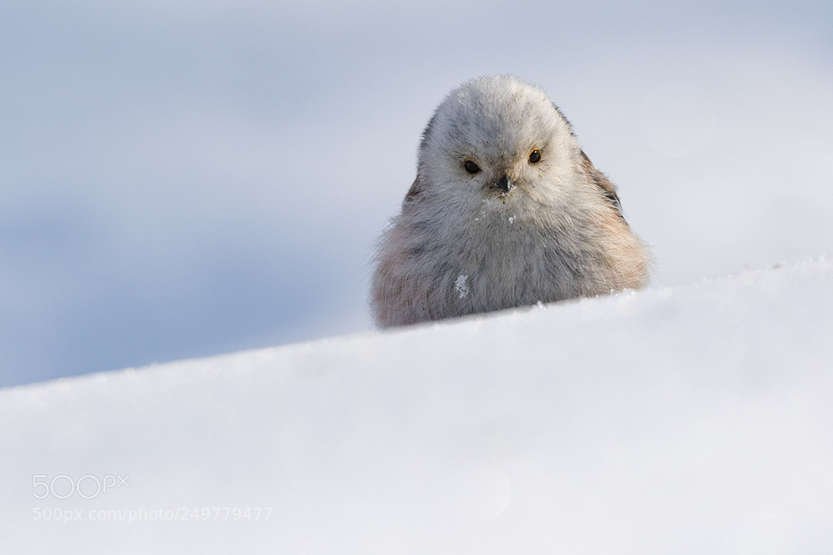 Canon EOS 7D Mark II sample photo. Long-tailed tit on the photography