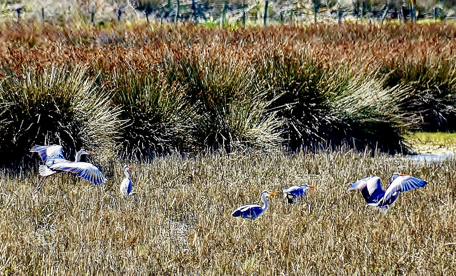 Nikon D7000 sample photo. Heron family at sarikum photography