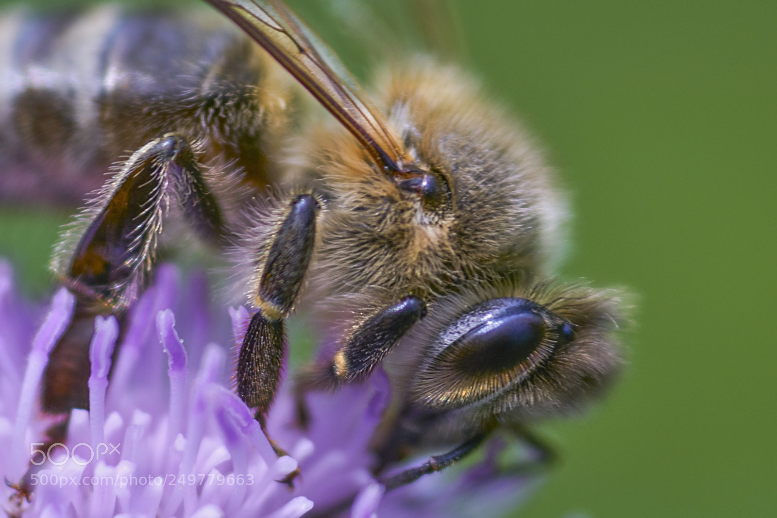 Sony a6000 sample photo. Bee 62 photography