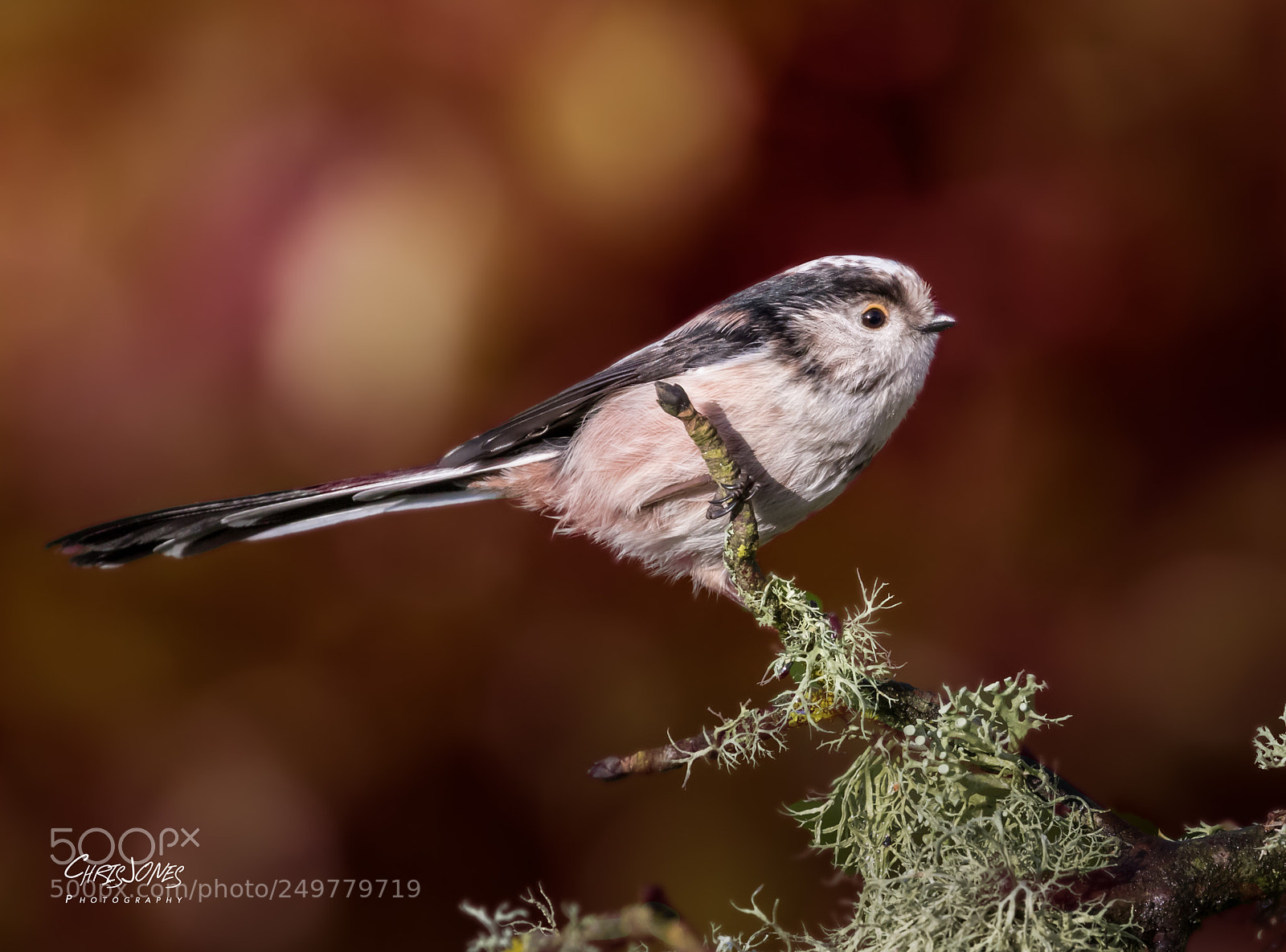Canon EOS 7D Mark II sample photo. Long-tailed tit photography