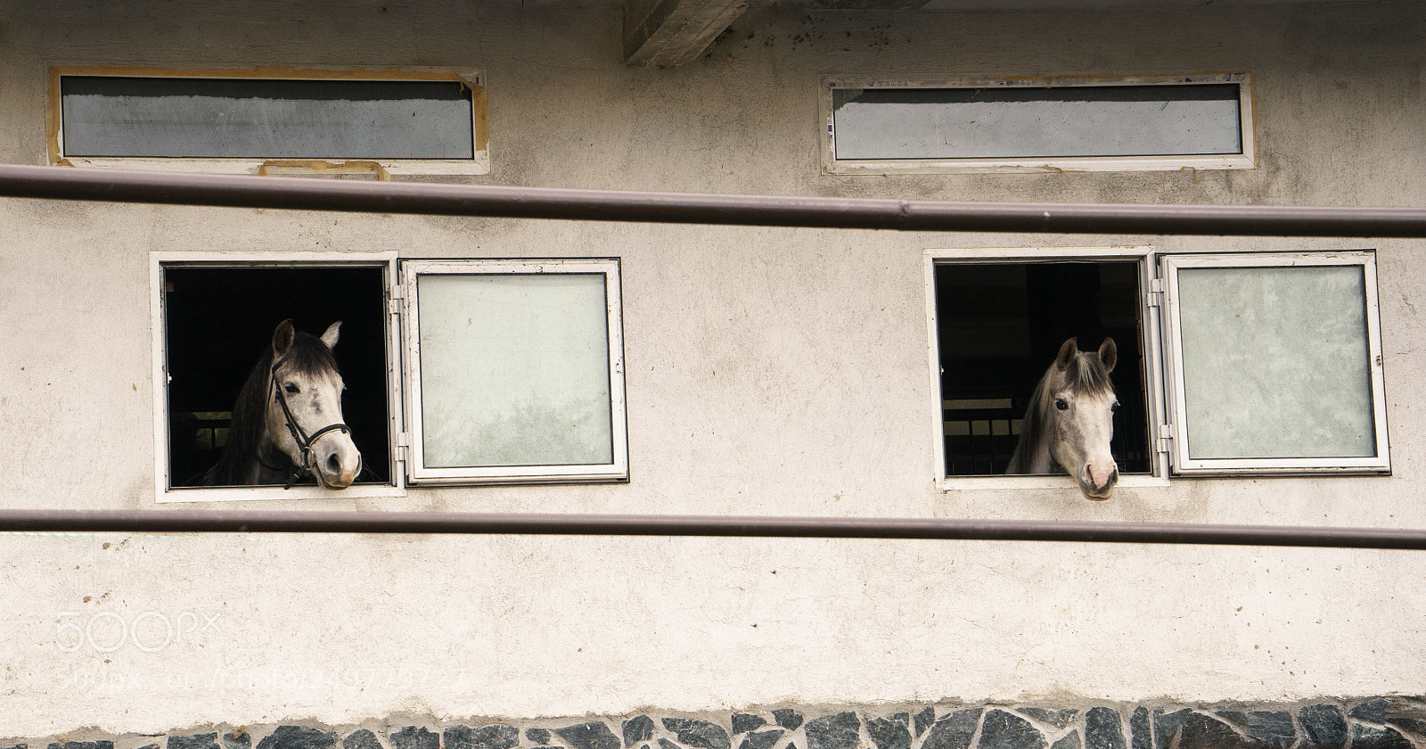 Sony a7 II sample photo. What do horses think photography