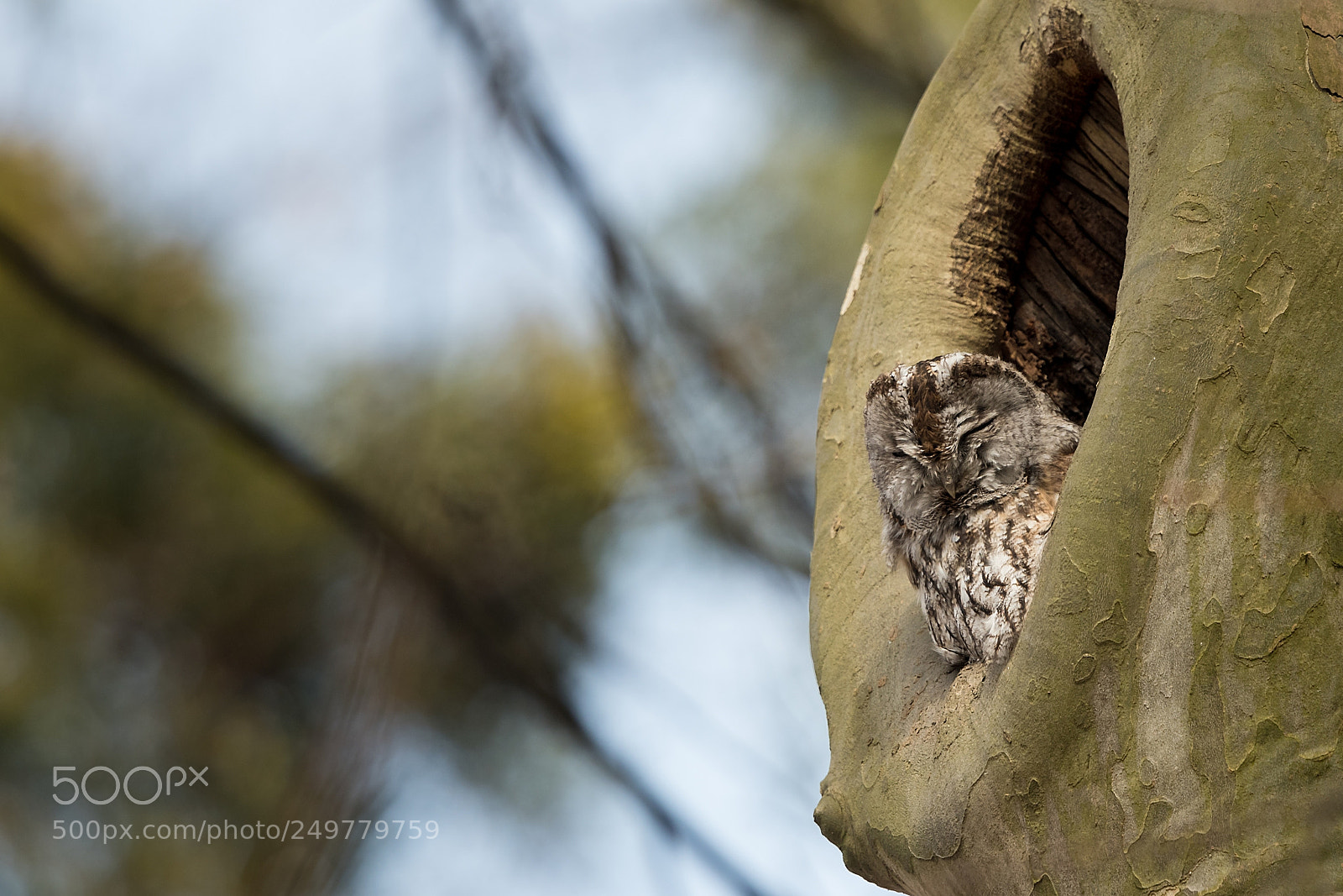 Nikon D500 sample photo. Tawny owl (strix aluco) photography
