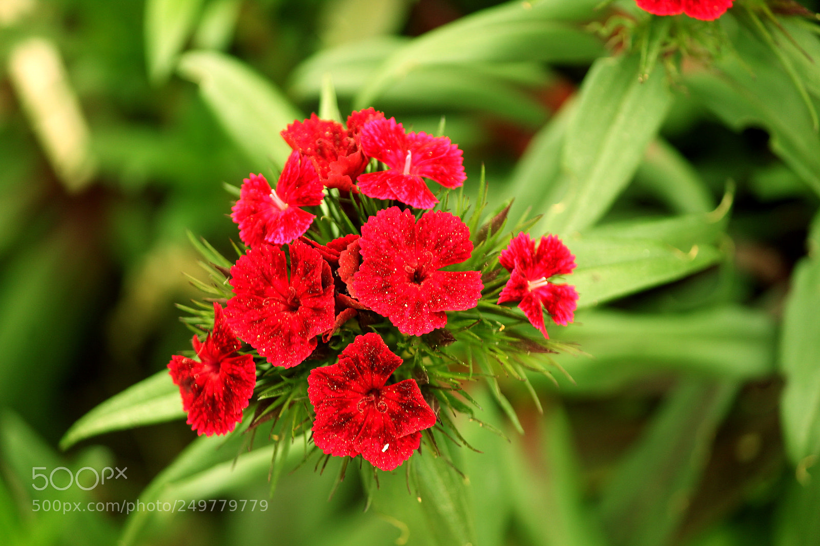 Canon EF-S 55-250mm F4-5.6 IS II sample photo. Flower photography