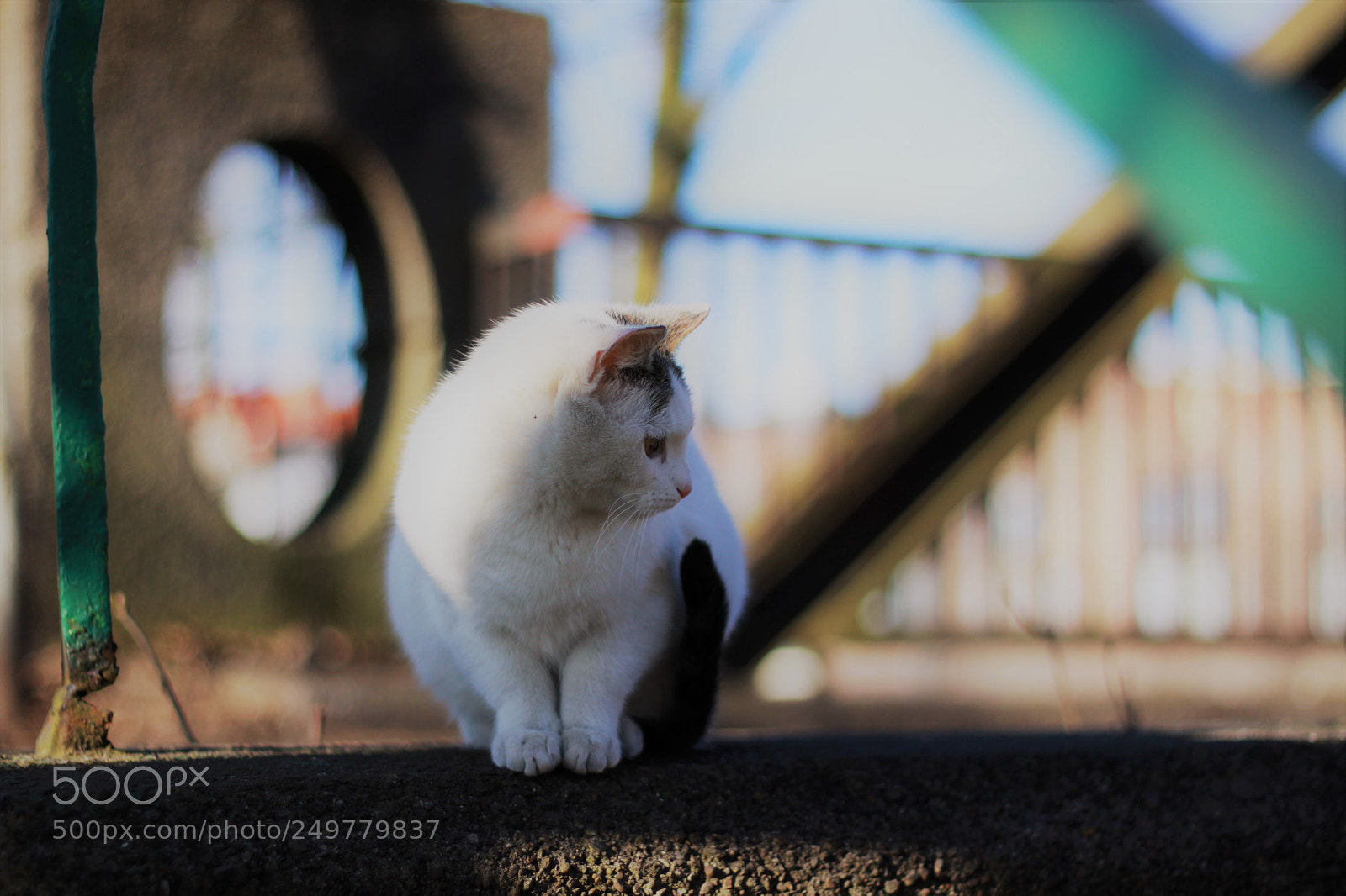 Canon EOS 50D sample photo. Fluffy ball photography