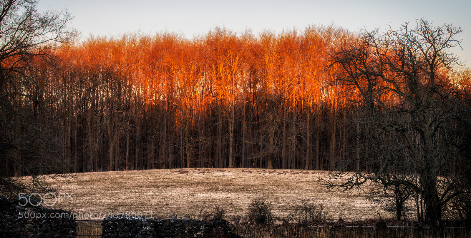 Nikon D500 sample photo. X photography