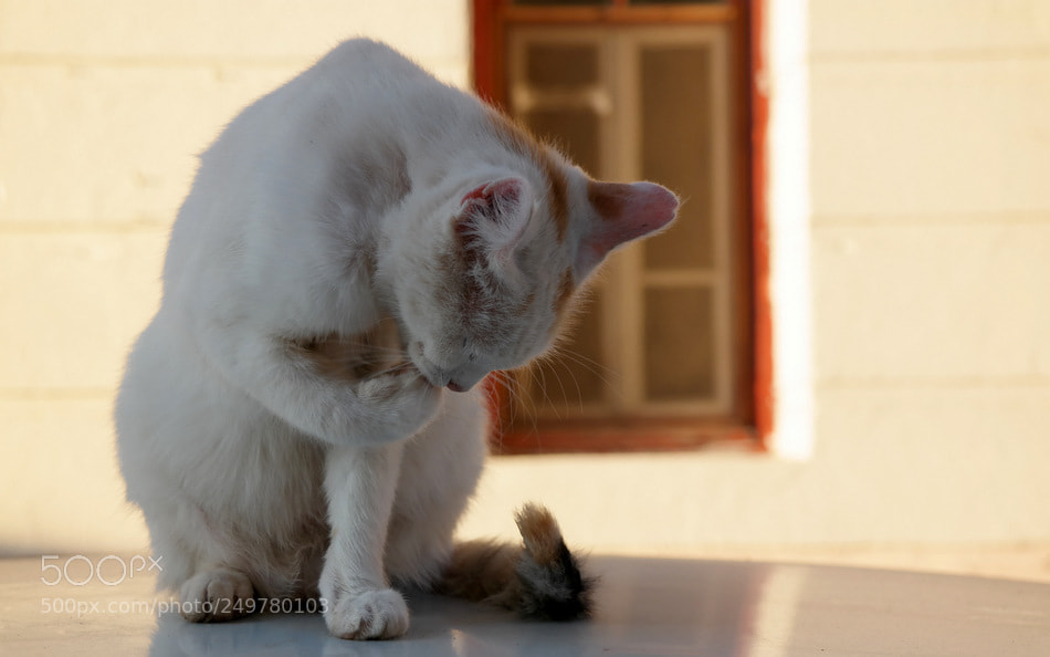 Samsung NX30 sample photo. ... photography