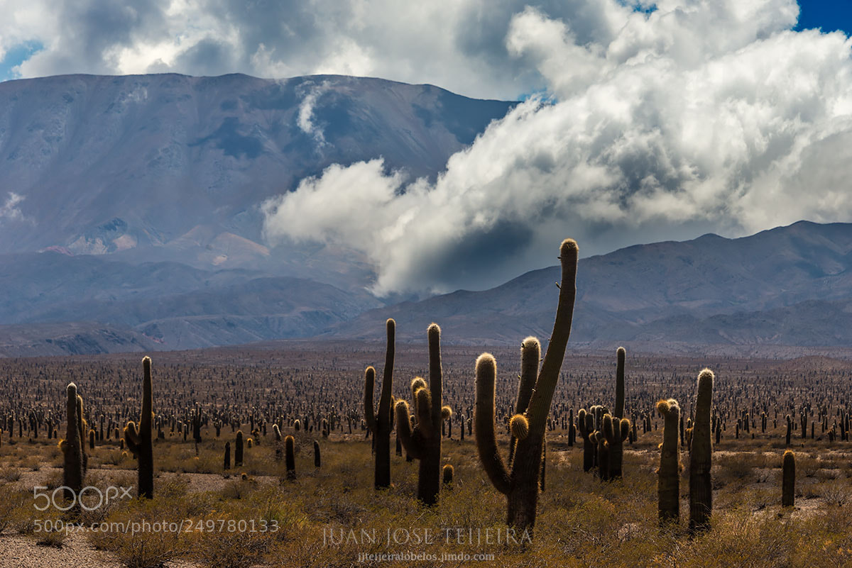 Nikon D610 sample photo. Parque nacional cardones photography