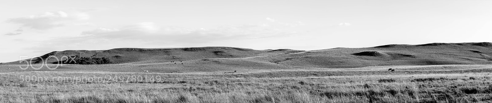 Canon EOS 70D sample photo. Field in b w photography
