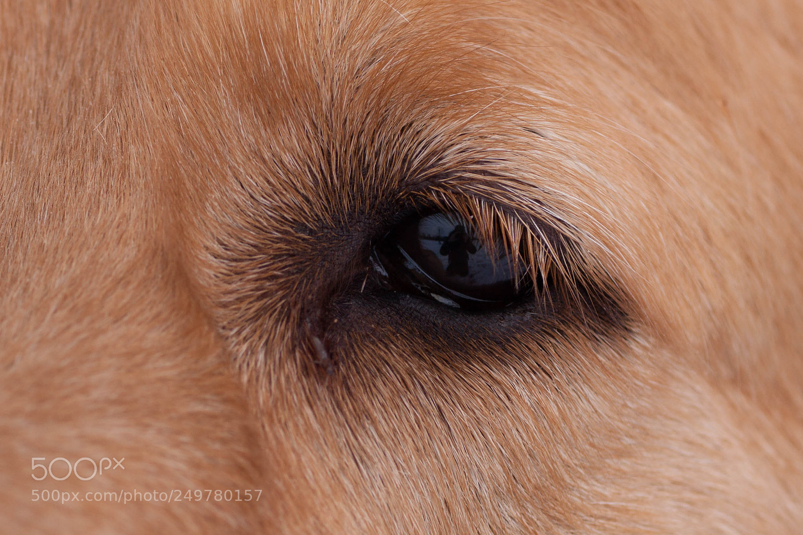 Canon EOS 50D sample photo. Mayas eye photography