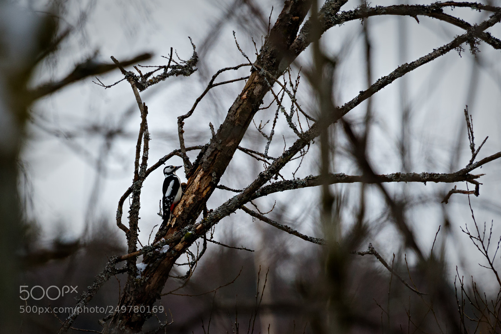 Canon EOS 7D Mark II sample photo. Working woodpecker photography