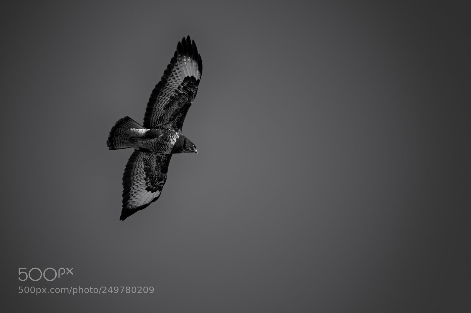 Canon EOS 7D Mark II sample photo. Common buzzard (buteo buteo) photography