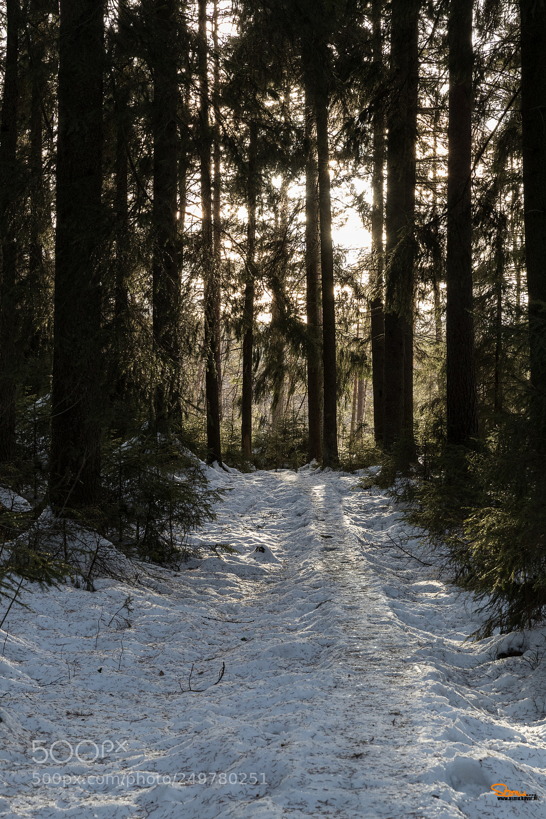 Canon EOS-1D X Mark II sample photo. Path to summer photography
