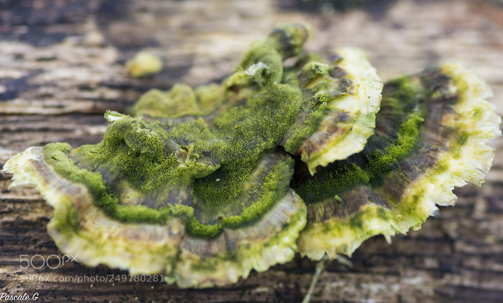 Nikon D7100 sample photo. 50 shades of green ... photography