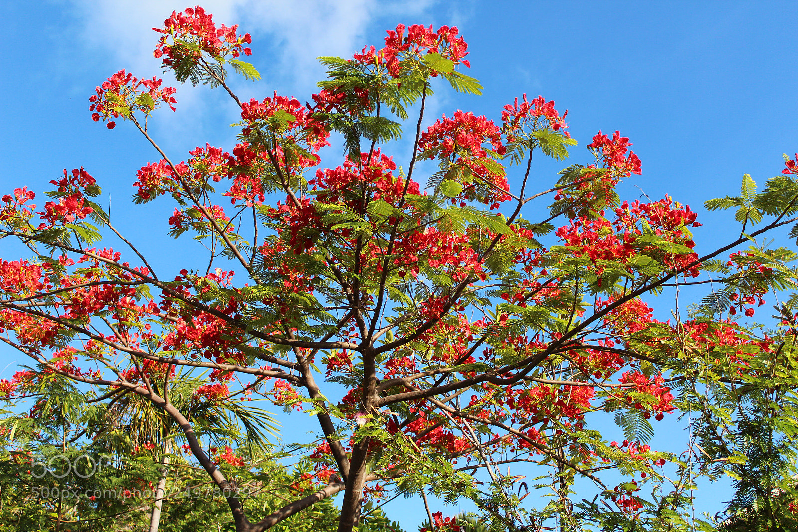 Canon EOS 600D (Rebel EOS T3i / EOS Kiss X5) sample photo. The tree photography