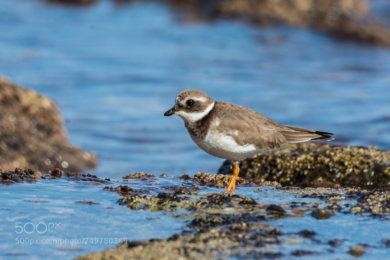 Nikon D7100 sample photo. Common ringed plover photography