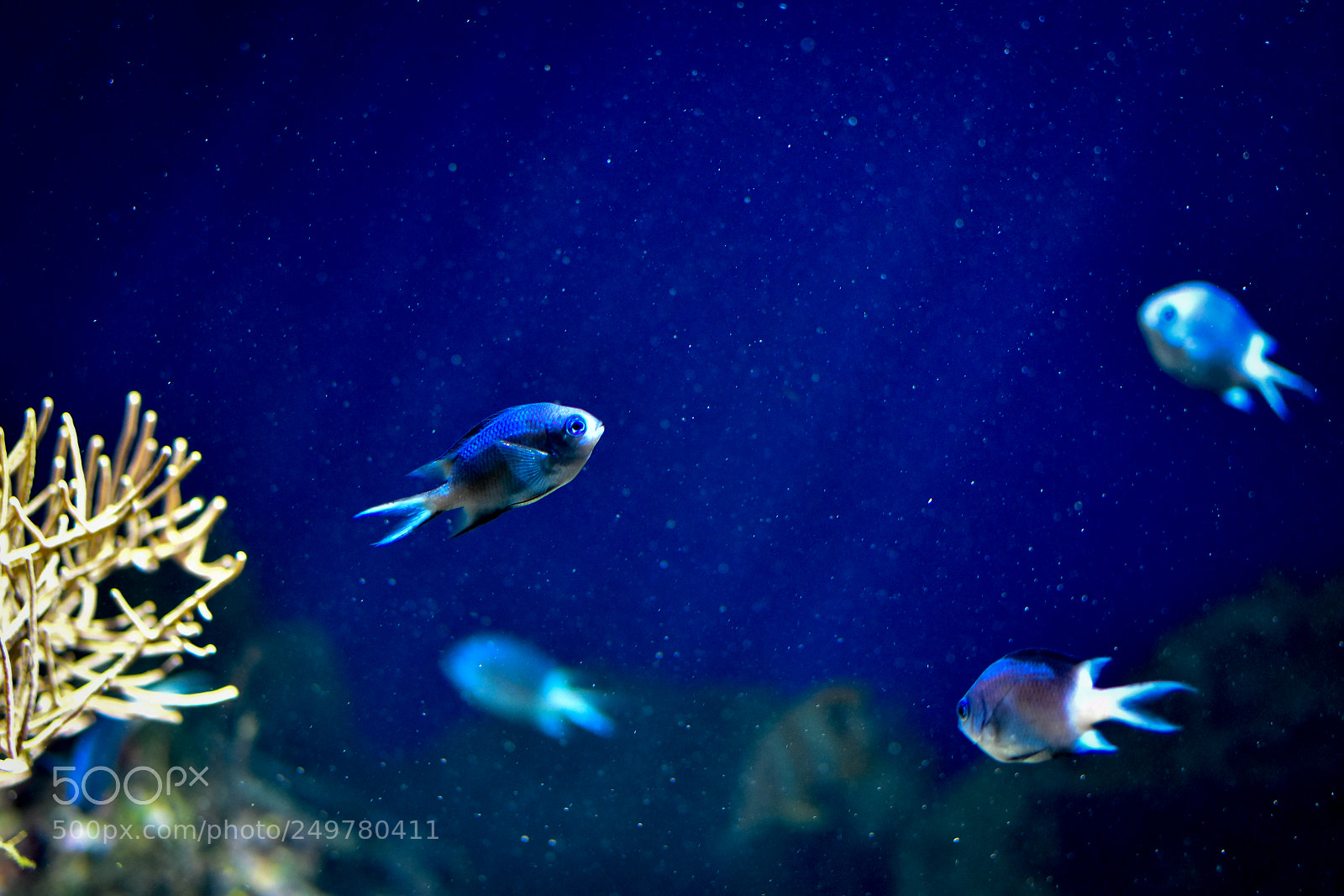 Nikon D7200 sample photo. Fish in the light photography