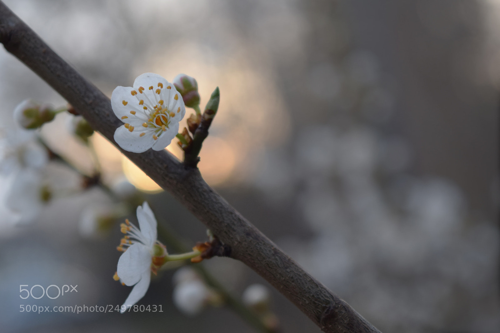 Nikon D3300 sample photo. Springtime photography