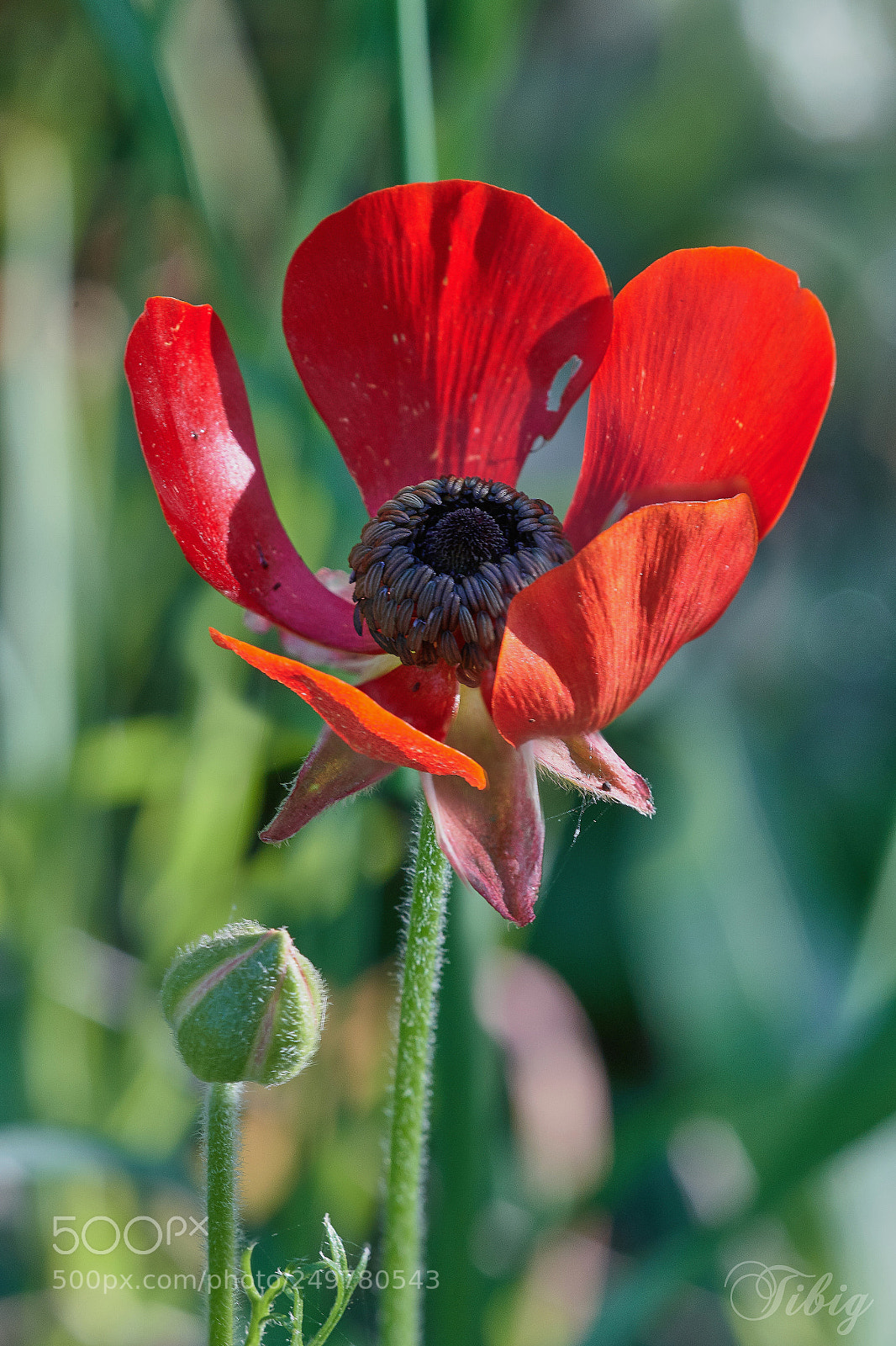 Nikon D500 sample photo. Anemone photography