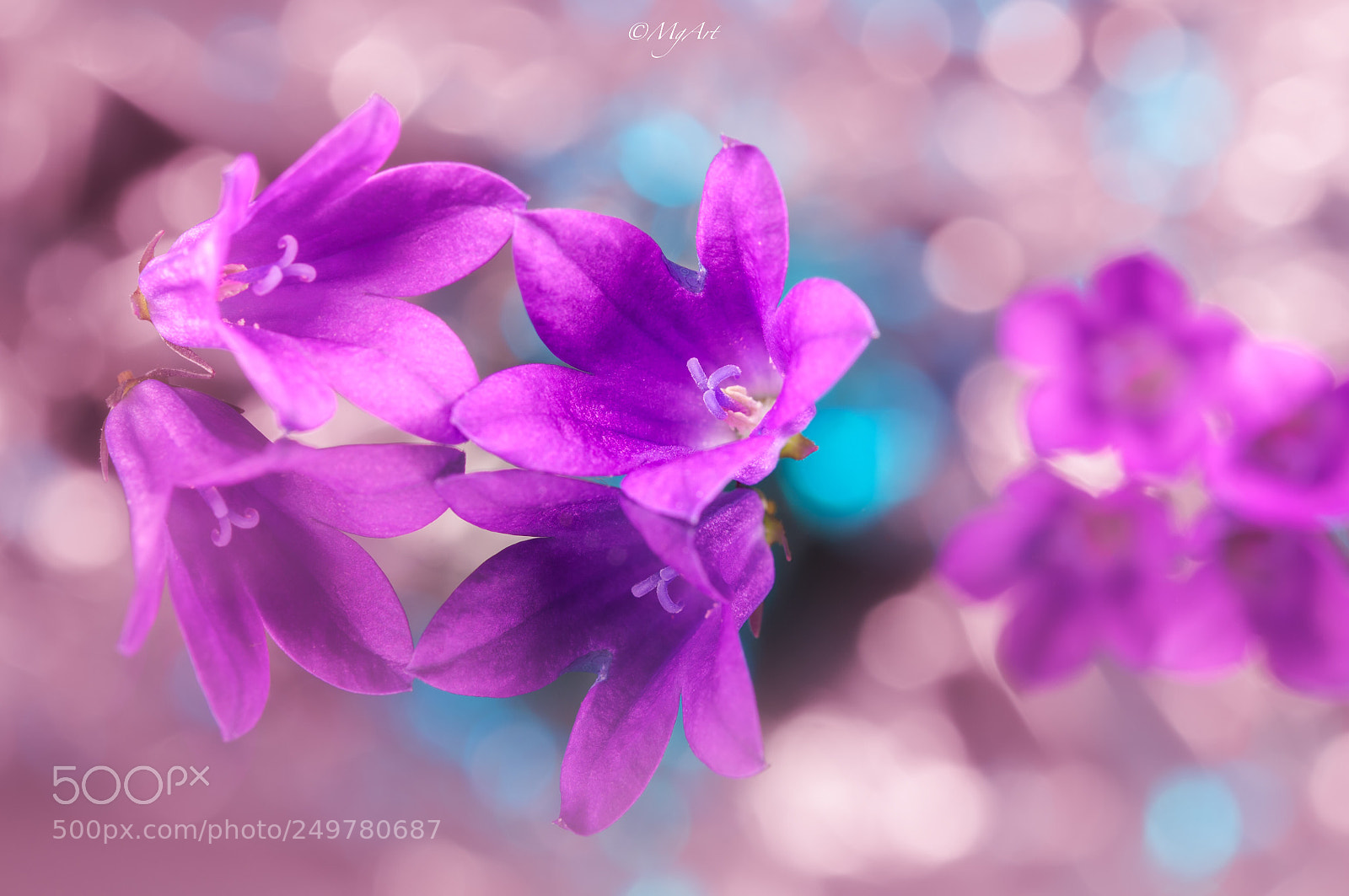 Nikon D300 sample photo. Magic of purple flowers photography