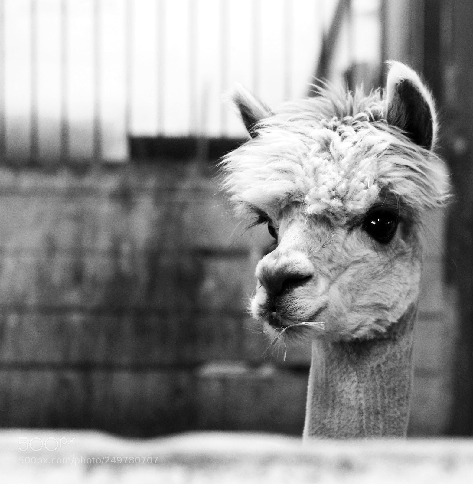 Canon EOS 100D (EOS Rebel SL1 / EOS Kiss X7) sample photo. Curious photography
