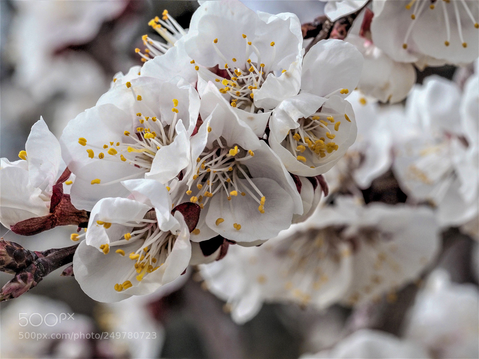 Olympus OM-D E-M1 Mark II sample photo. Olympus digital camera photography