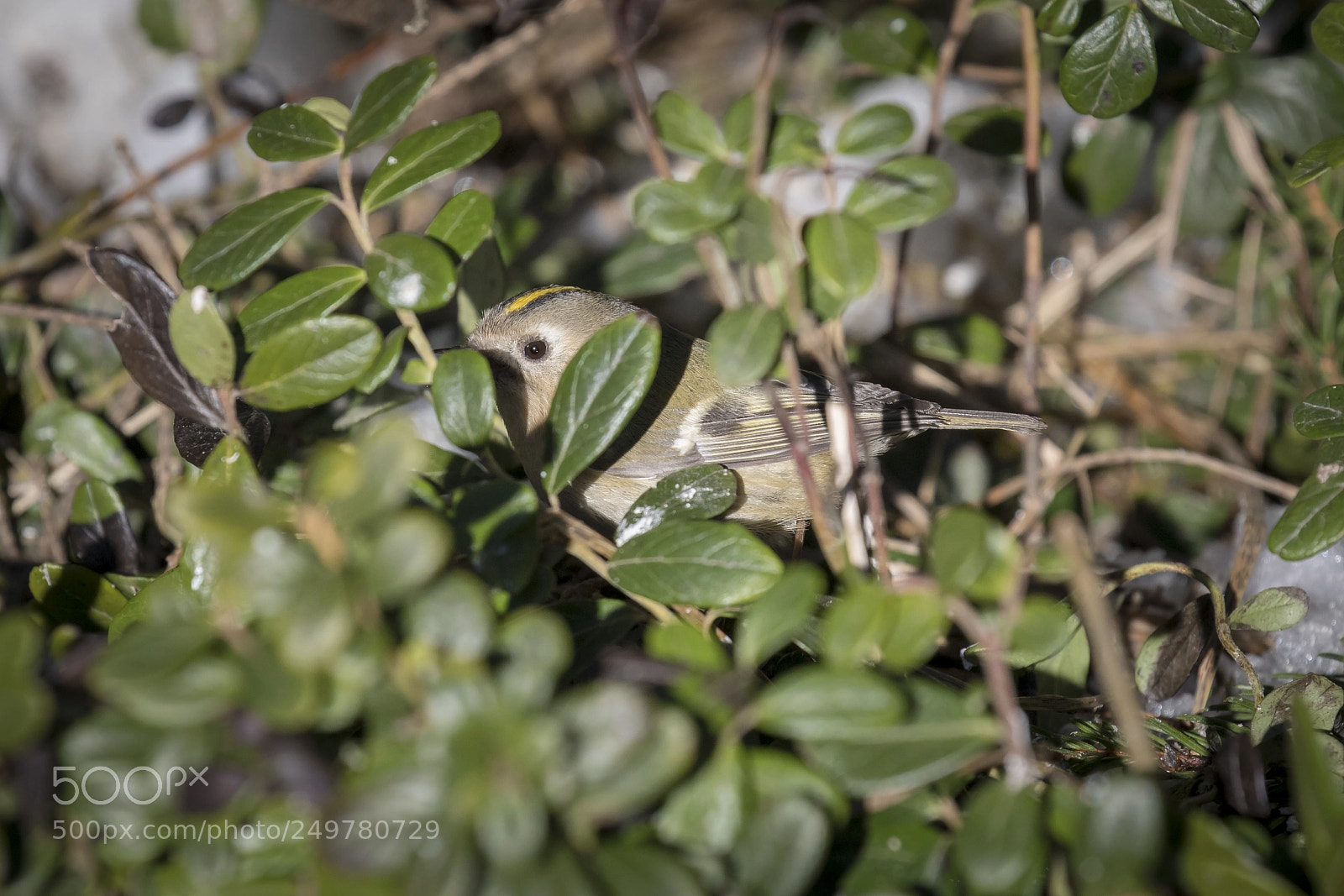Canon EOS 5D Mark IV sample photo. Hide n seek photography