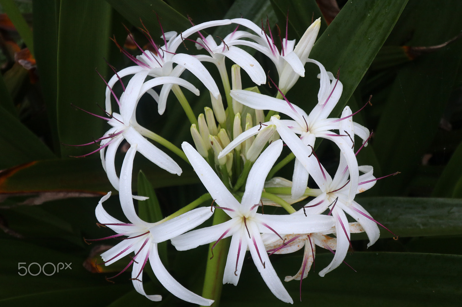 Canon EOS 80D sample photo. Flora hawaii photography