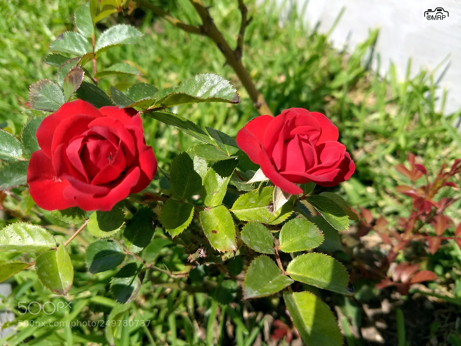 Motorola Moto G (5) Plus sample photo. Good afternoon photography