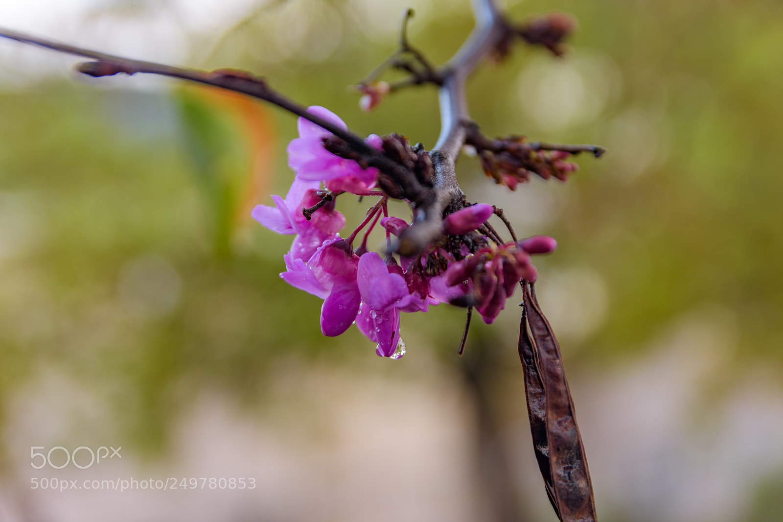 Nikon D7200 sample photo. After rain photography