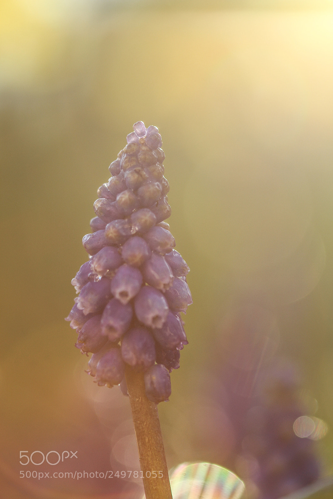 Canon EOS 60D sample photo. Macro in light photography