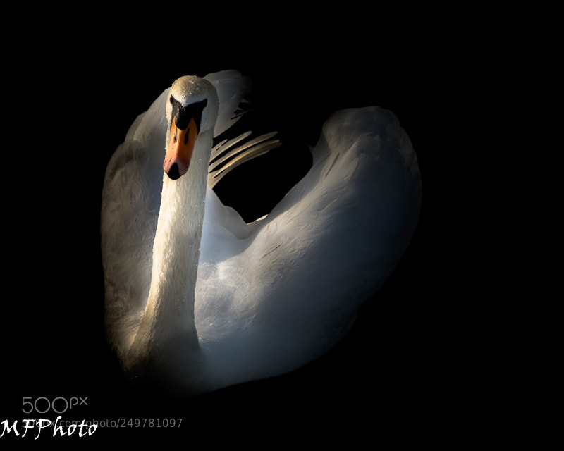 Canon EOS 6D Mark II sample photo. Swan photography