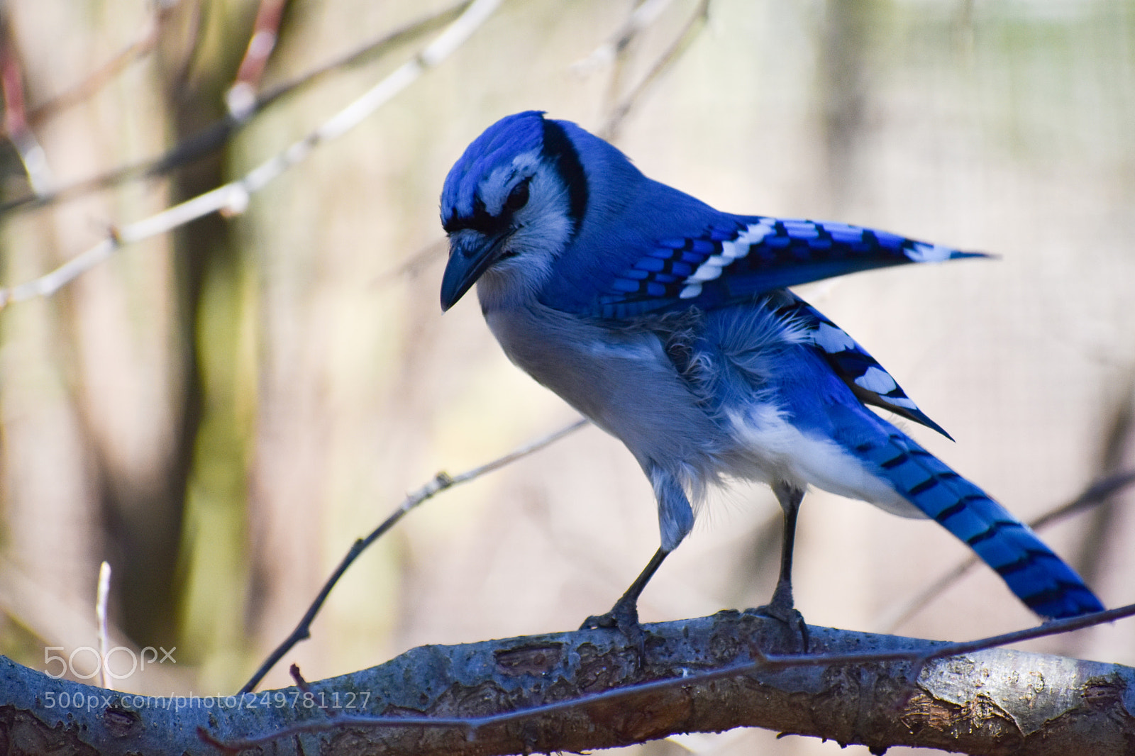 Nikon D3400 sample photo. Mr blue photography