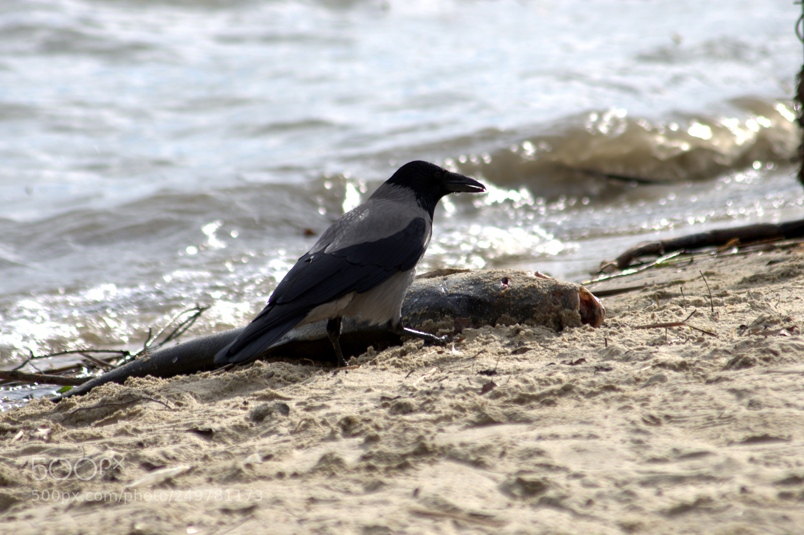 Pentax K-5 sample photo. Dng photography
