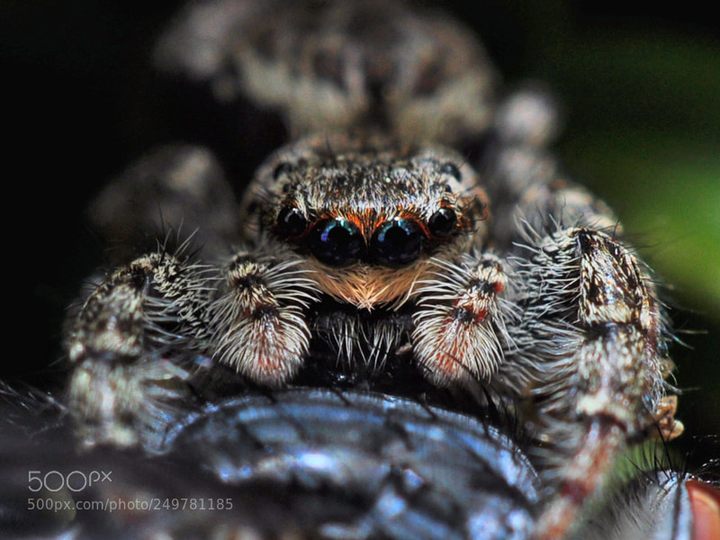 Nikon D5000 sample photo. Jumping spider photography