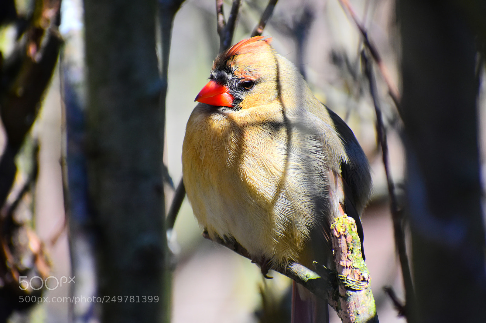 Nikon D3400 sample photo. Tired bird photography
