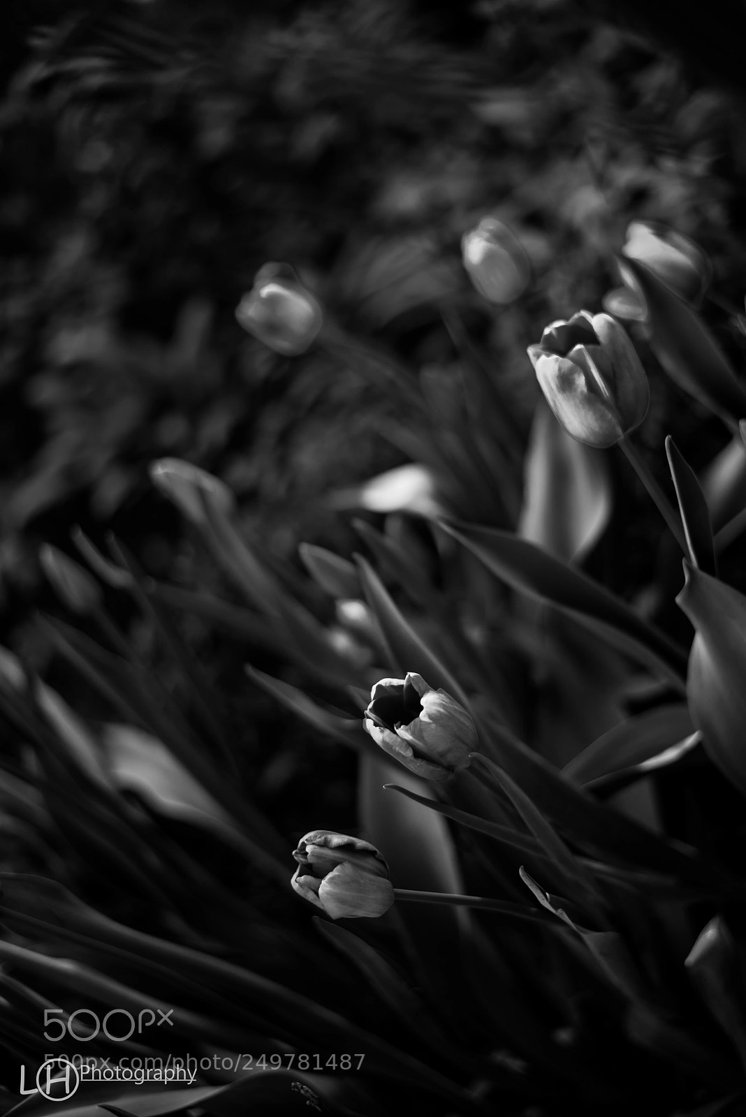 Nikon D810 sample photo. Untitled photography