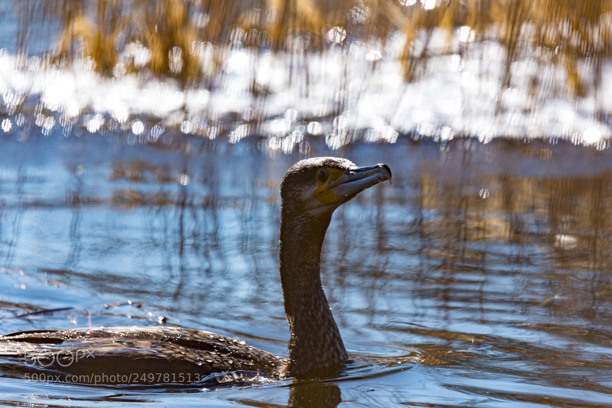 Nikon D7200 sample photo. Cormorant photography
