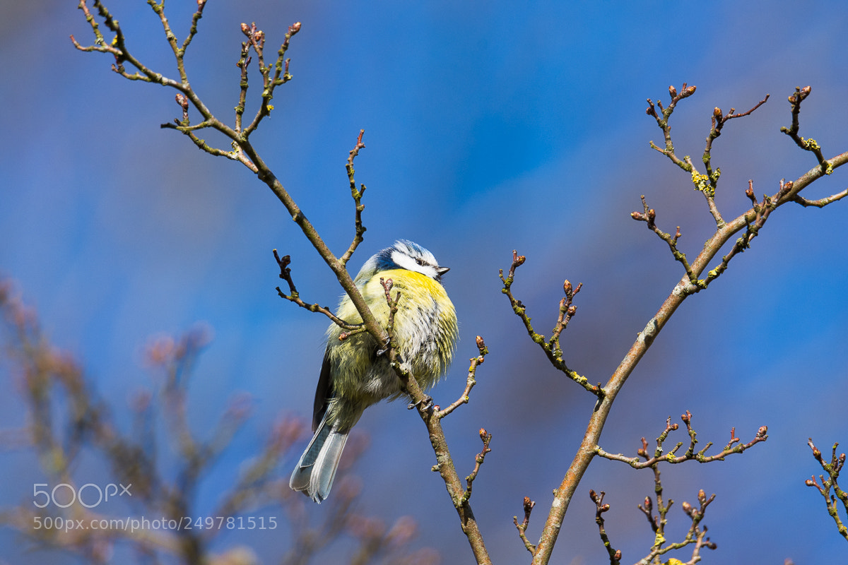 Nikon D7200 sample photo. Blue tit photography