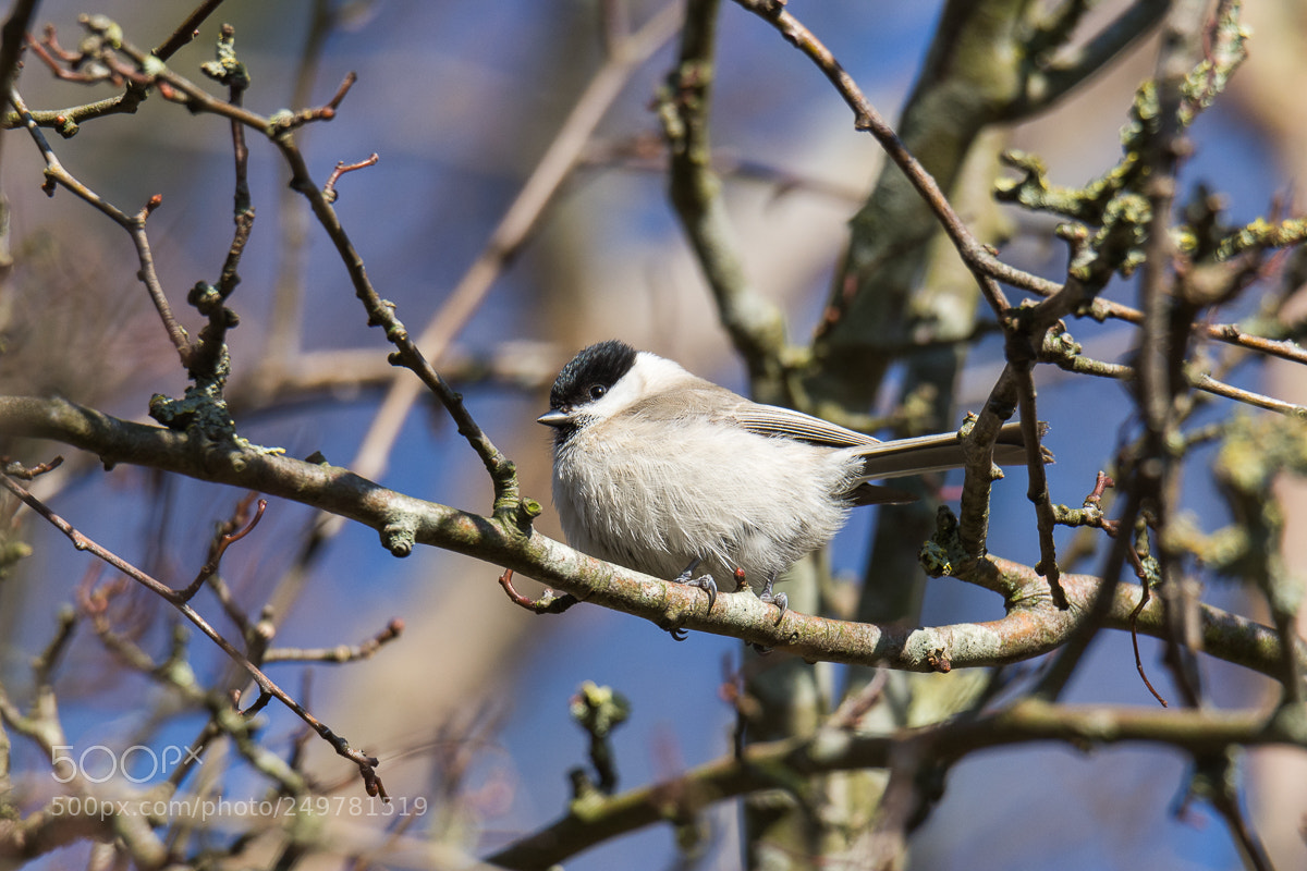 Nikon D7200 sample photo. Little tit photography