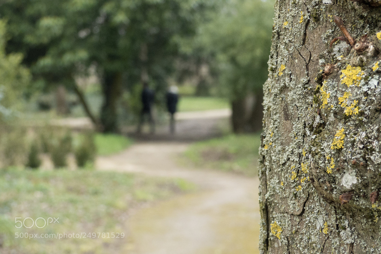 Panasonic Lumix DMC-FZ200 sample photo. Parc et jardin photography