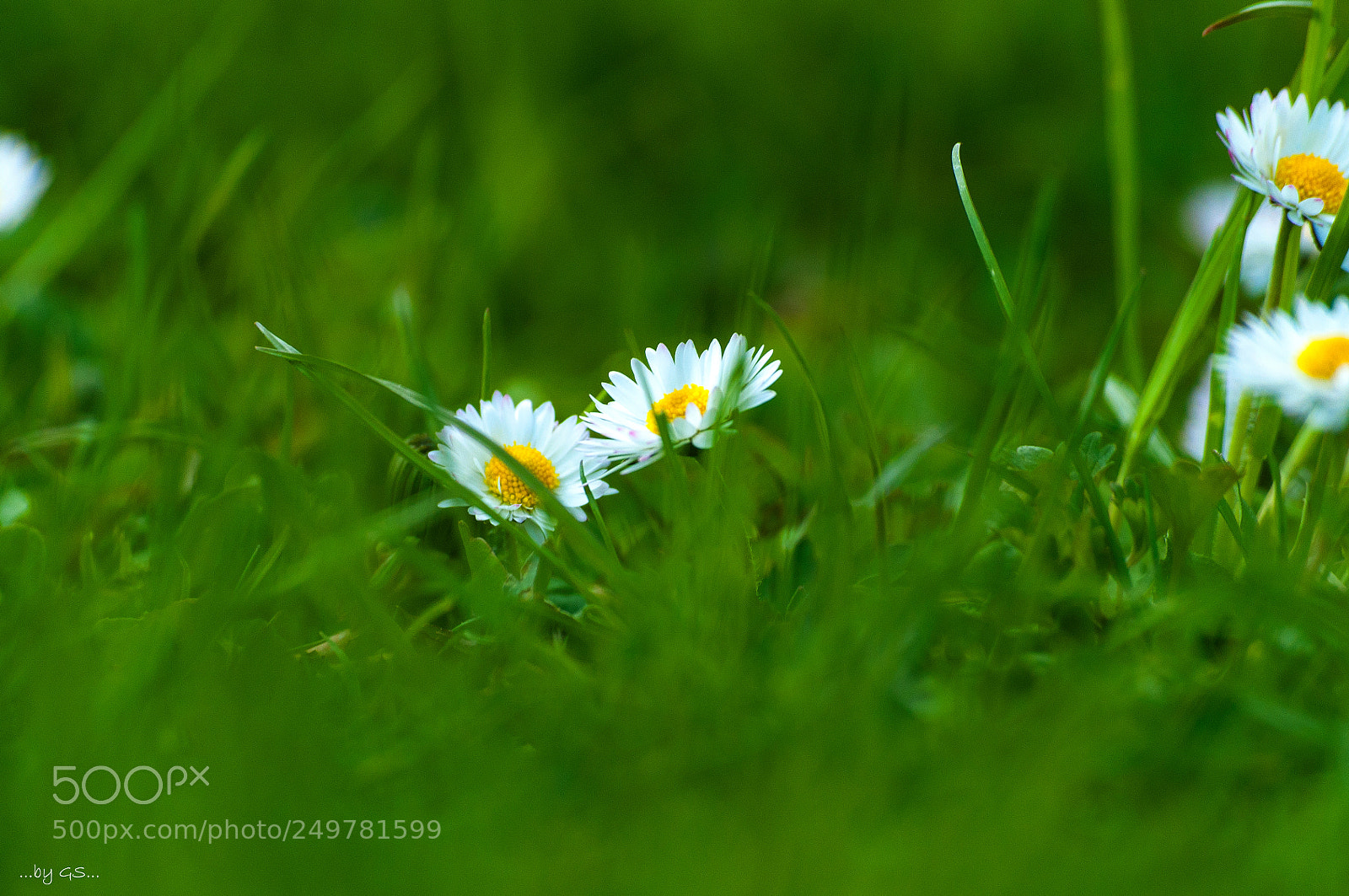 Nikon D90 sample photo. Летние цветы photography